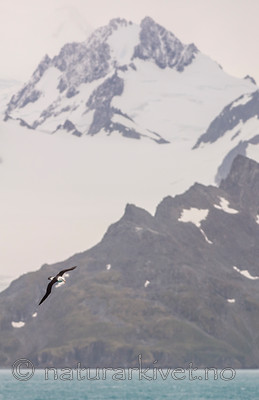 BB 14 0114 / Thalassarche melanophris / Svartbrynalbatross